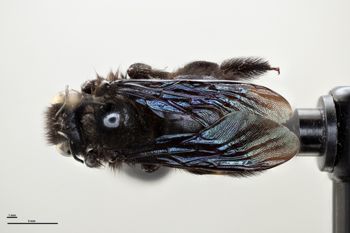 Media type: image;   Entomology 534797 Aspect: habitus dorsal view